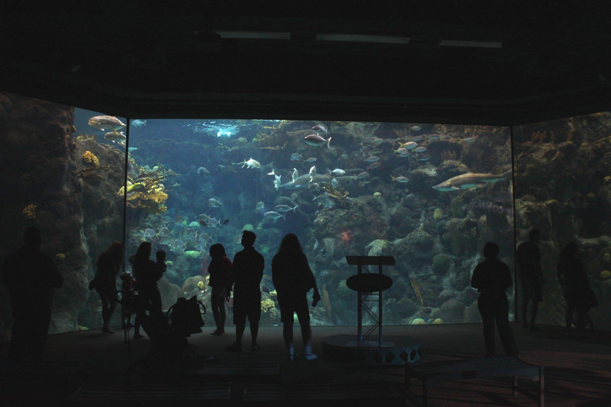 Visiting the Florida Aquarium This Is My South