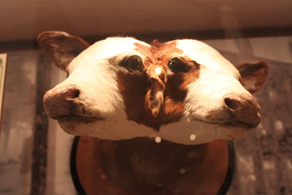 Georgia Capitol Museum